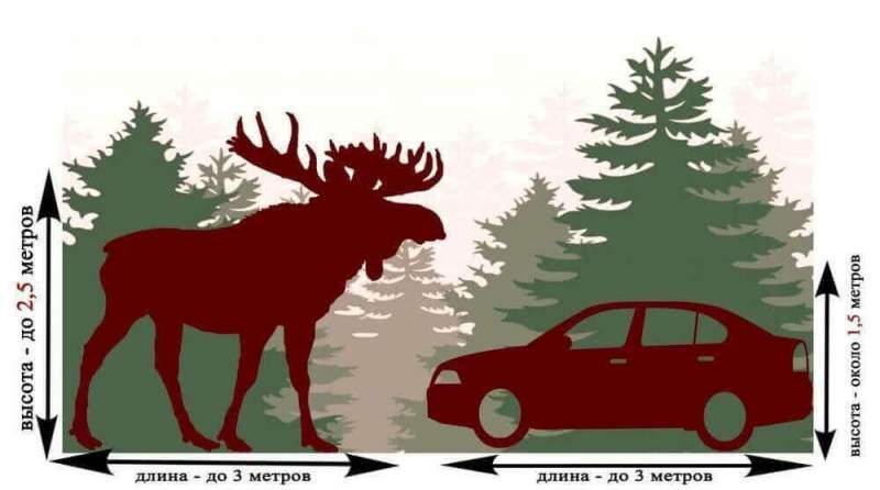 Госохотнадзор призывает водителей быть предельно внимательными на дорогах в лесных массивах
